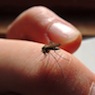 3860-remedes-piqures-moustiques 4
