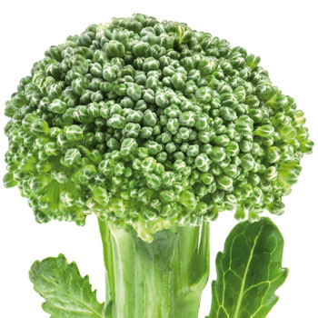Le brocoli pour votre santé