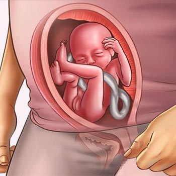 Comment le foetus grandit-il pendant la grossesse ?