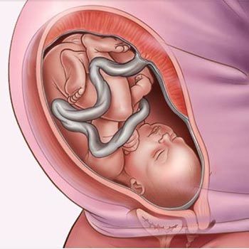 Comment le foetus grandit-il pendant la grossesse ?